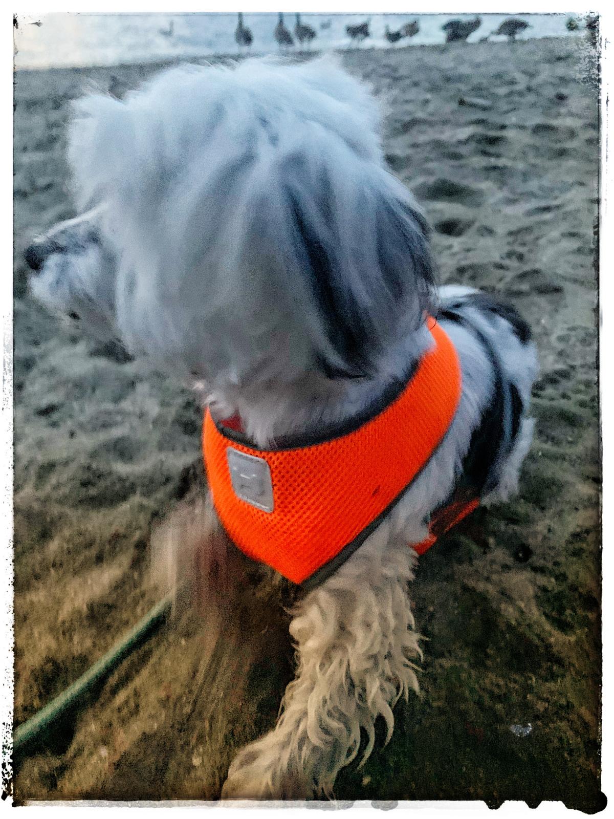 Small white dog wearing an orange harness on a beach