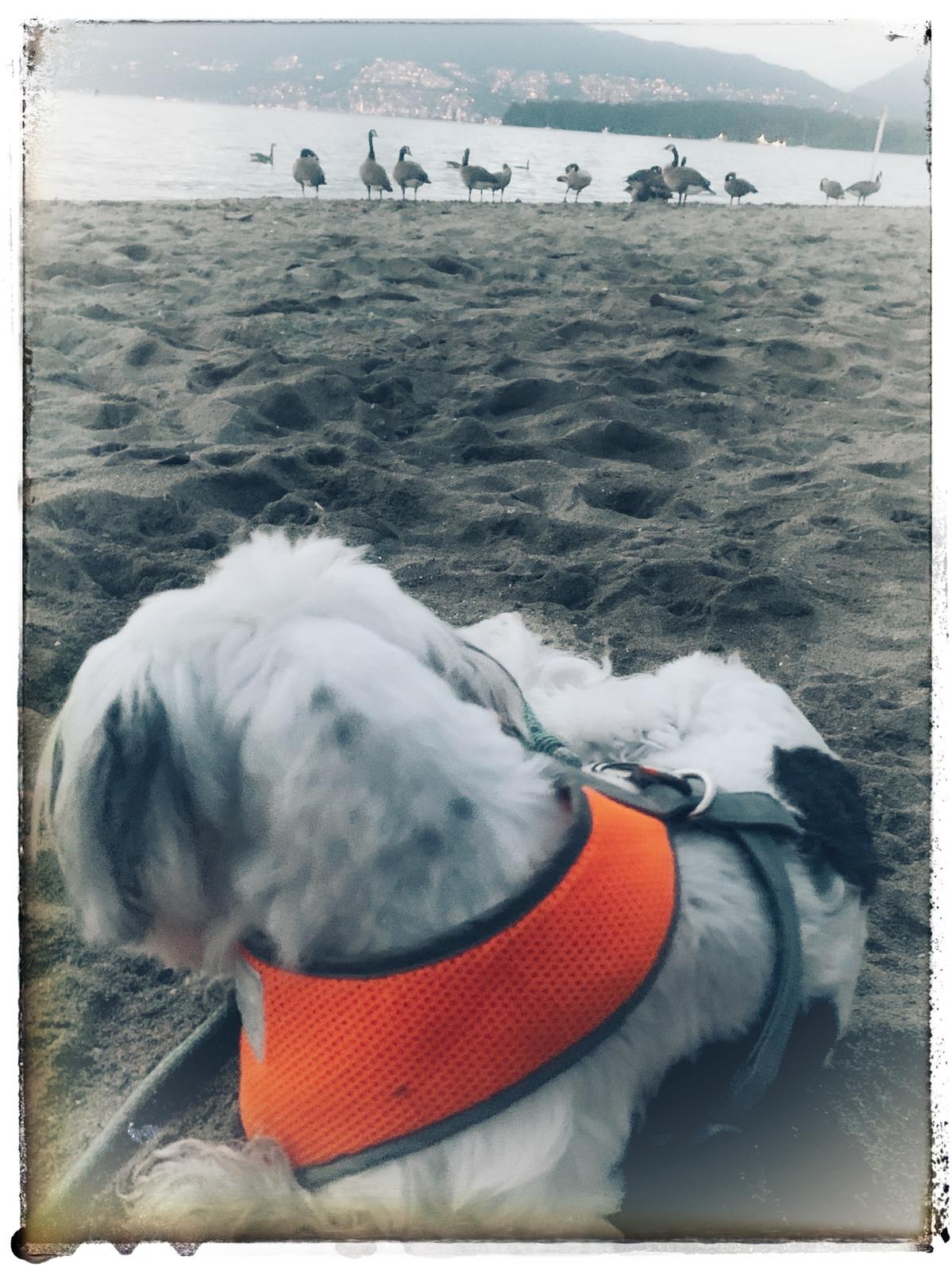 Blurry photo of geese from behind a dog's ears